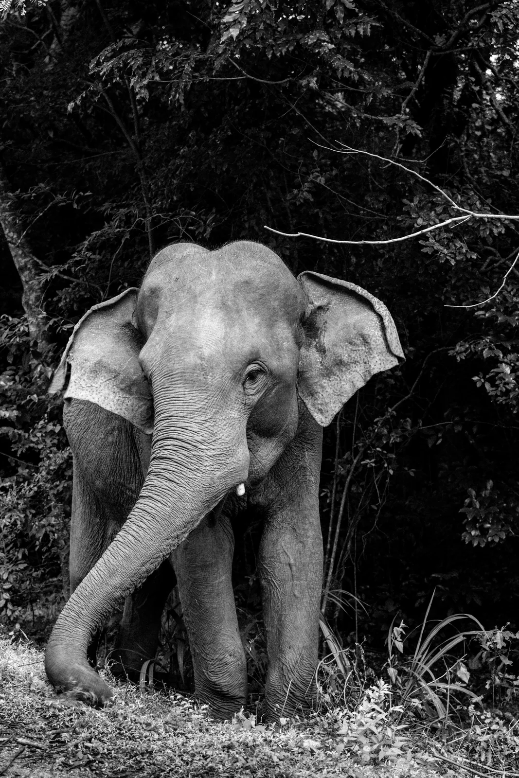 Le portrait en noir et blanc d’un éléphant au milieu de la végétation.
